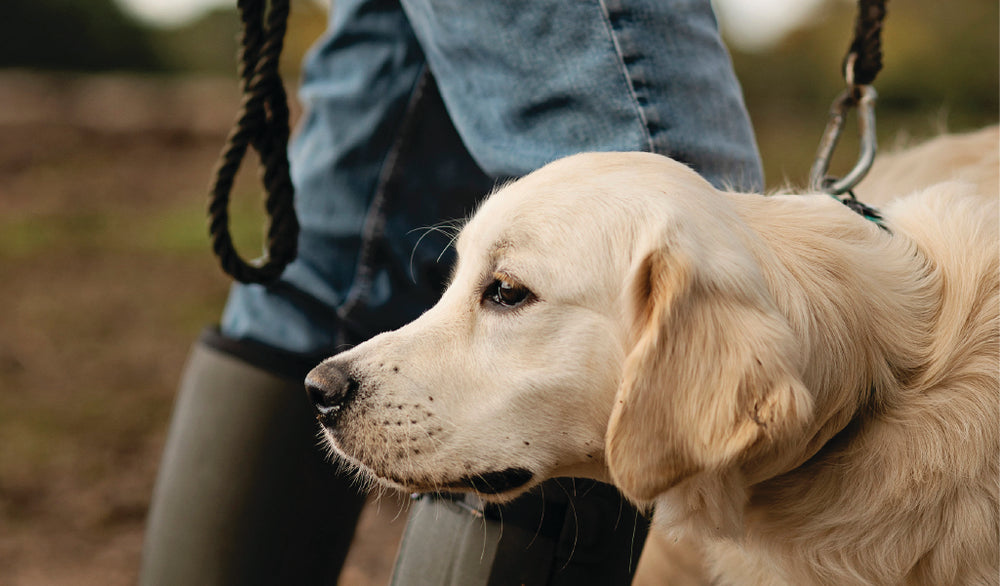 Waterproof Dog Walking Boots Wellies