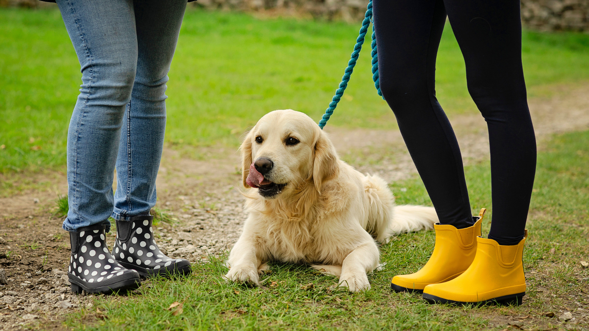 Golden retriever 2025 rain boots