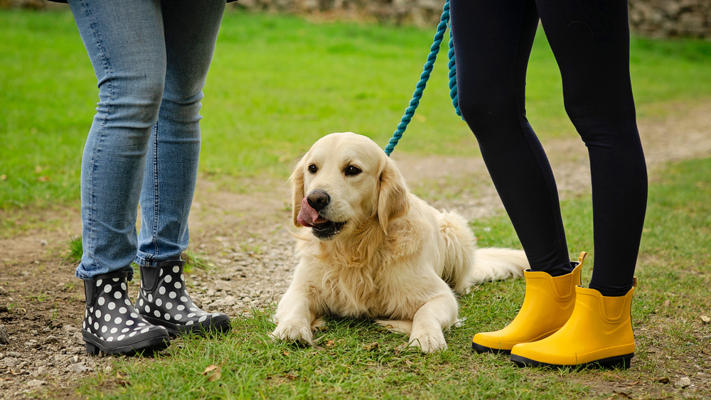 Dog walking boots womens online